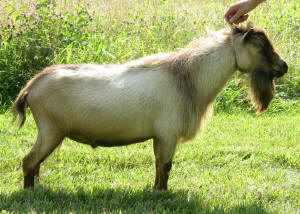 Old Mountain Farm Cernunnos side view