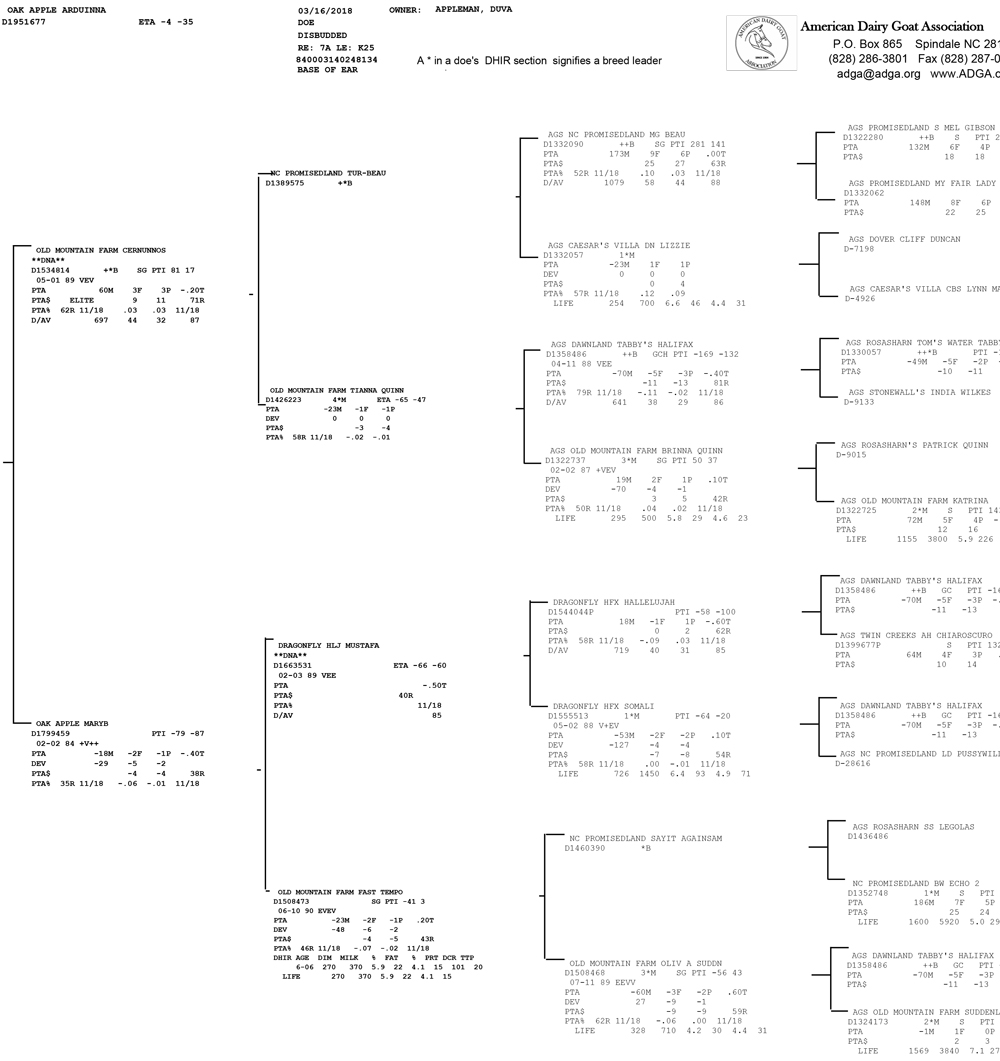 Oak Apple Arduinna pedigree