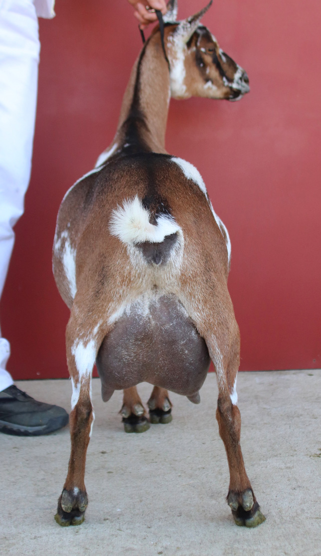 Oak Apple Ariana rear view
