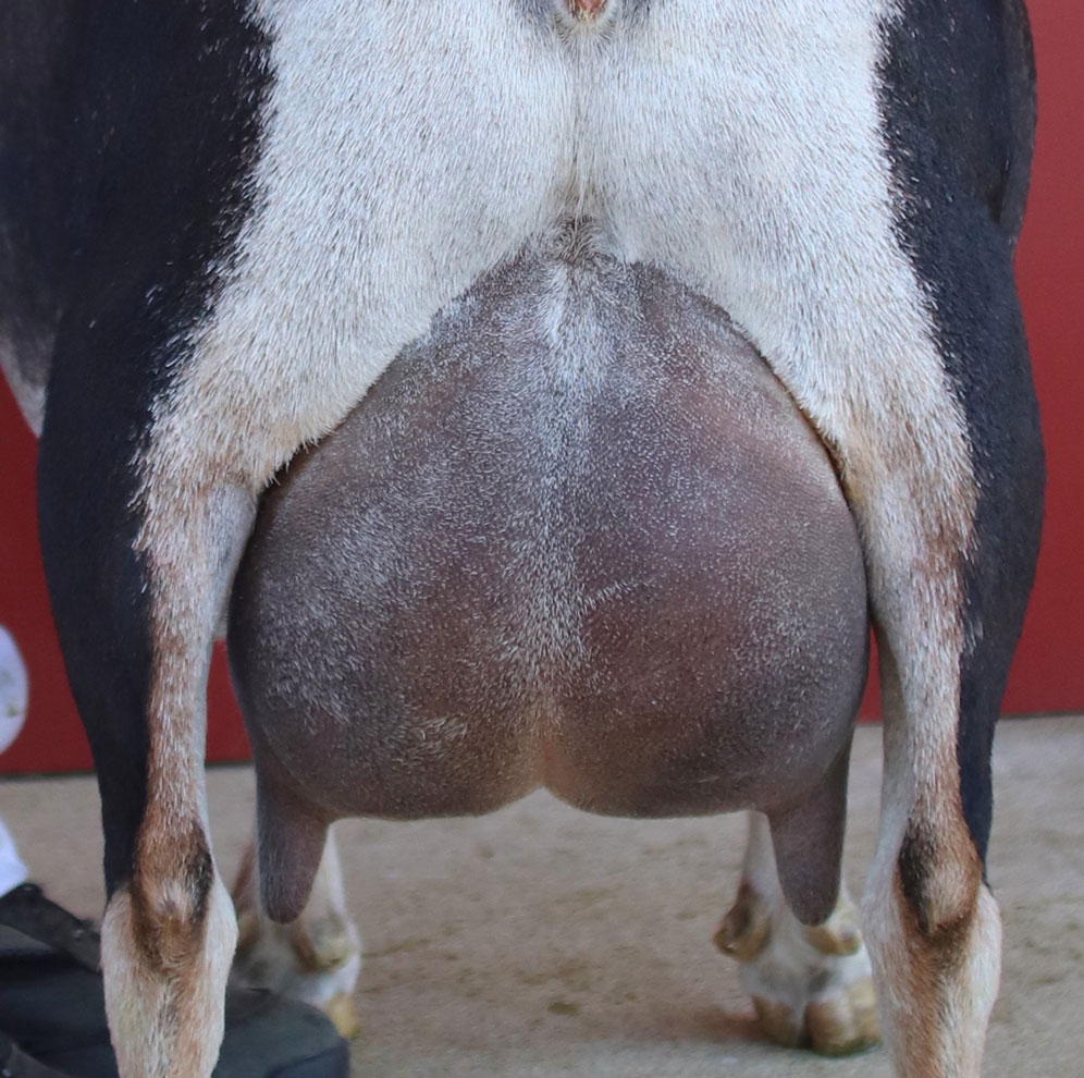 Old Mountain Farm Helen rear udder