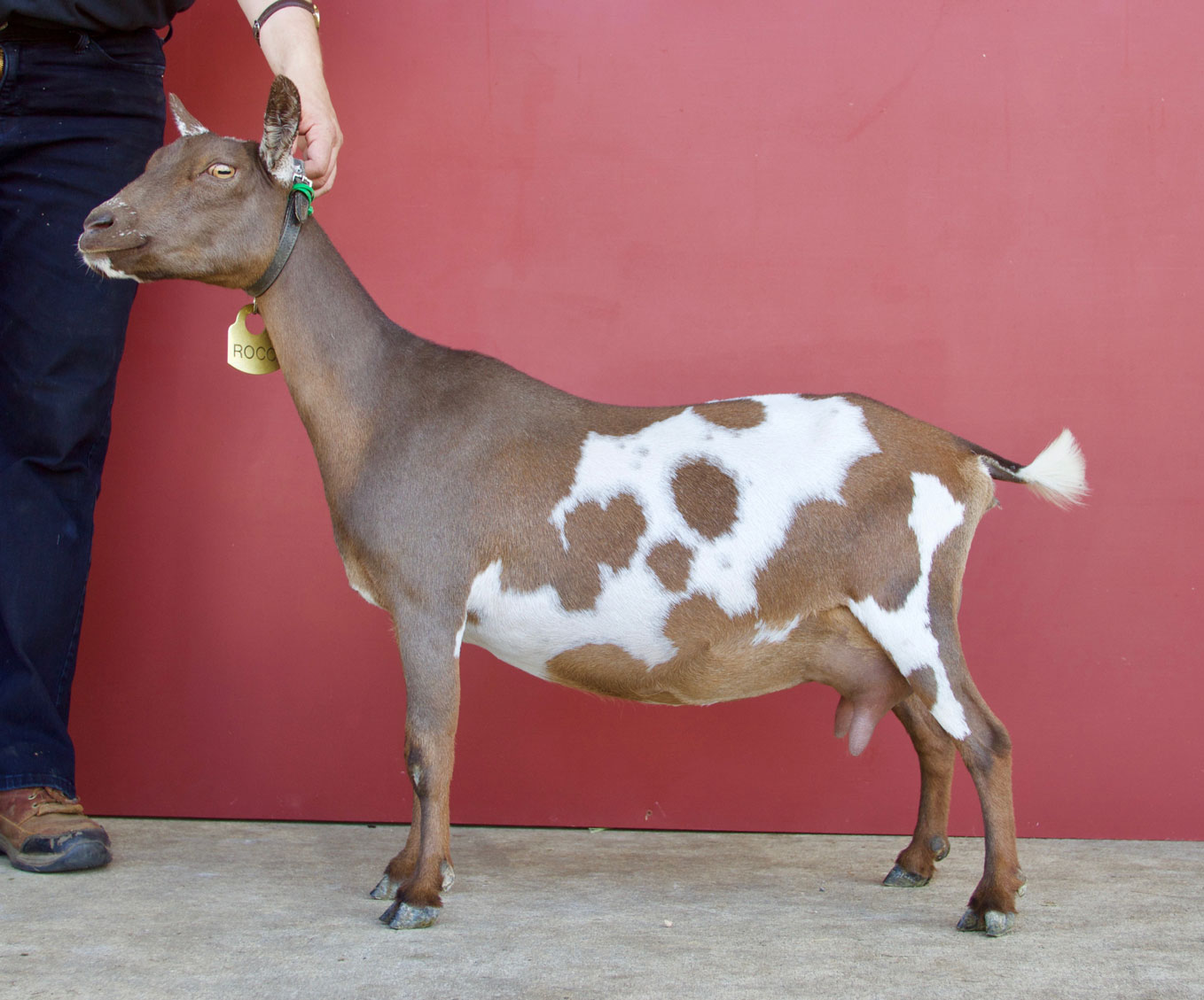 Oak Apple Marocchino side view